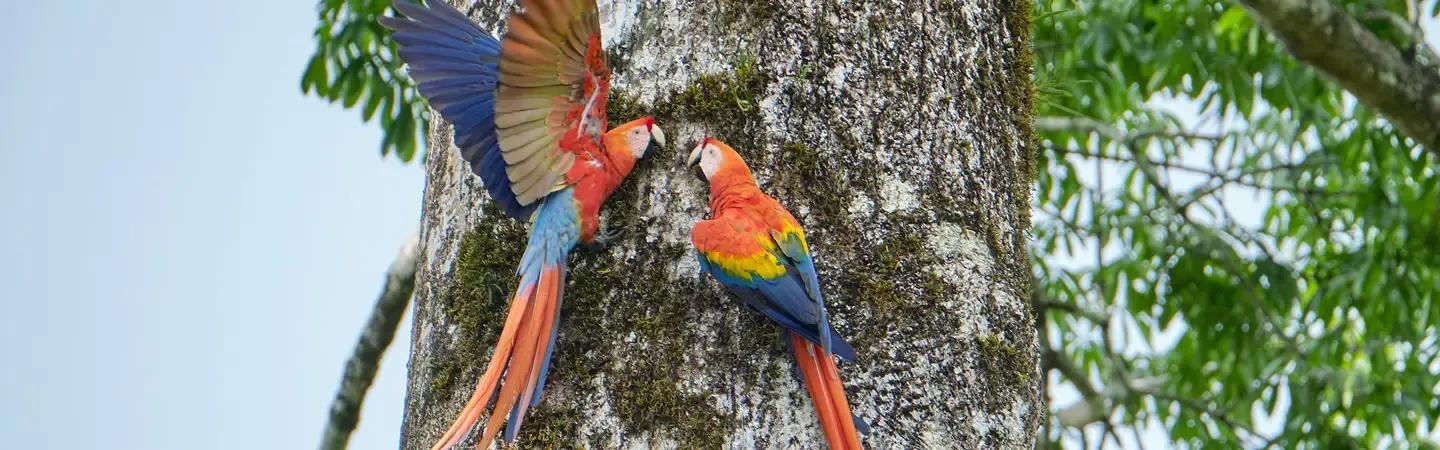 Kostarika- časopis ŽLUTÝ