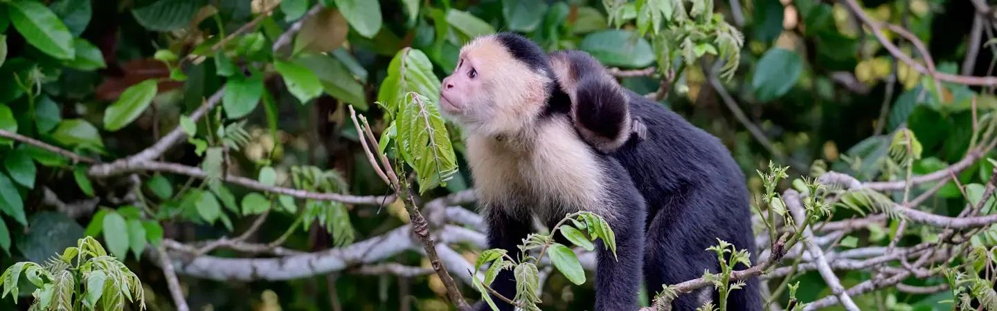 Kostarika- časopis ŽLUTÝ