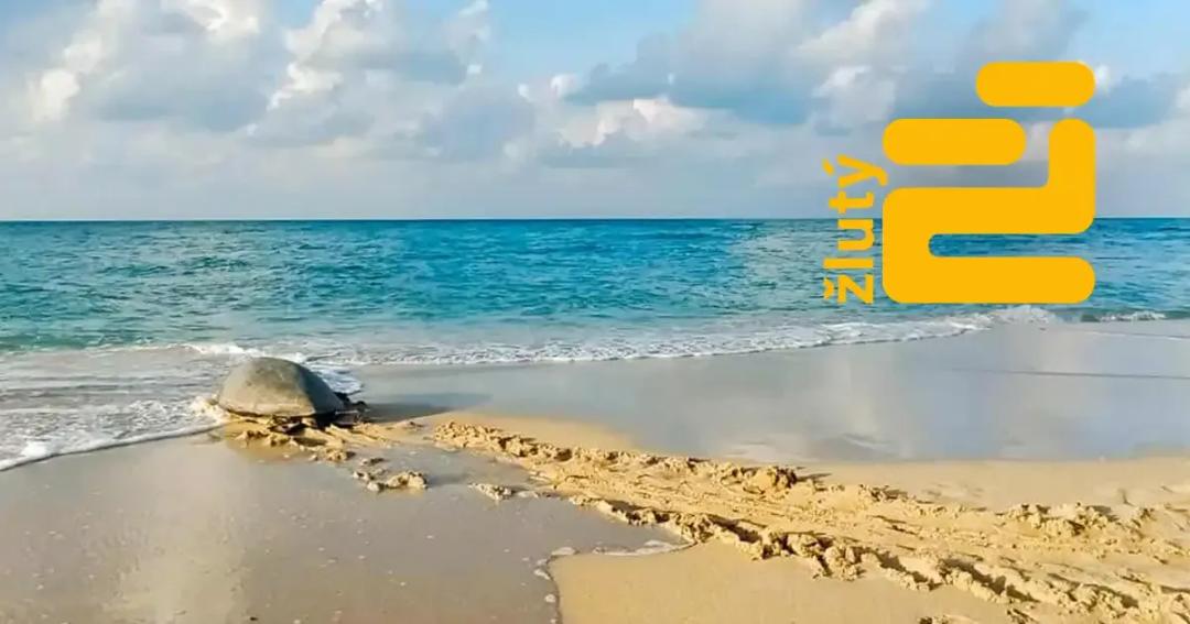 Chtěli byste na dovolené vidět želvu? 