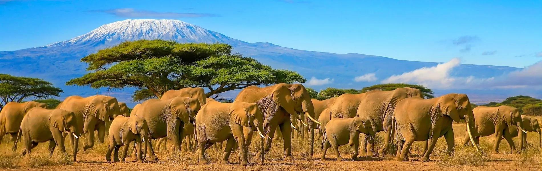 Úchvatná fotografie ze safari v Keni, zobrazující rozmanitou divokou přírodu a volně žijící slony