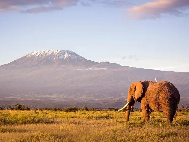 Safari ve stínu Kilimanžara