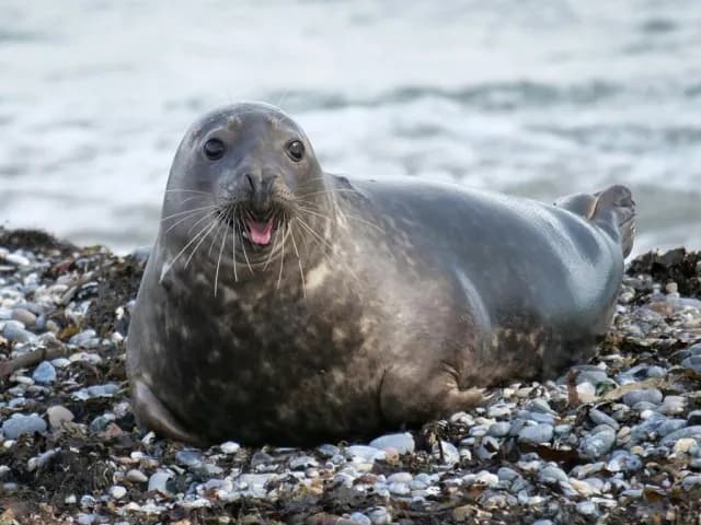 Nezapomenutelný zážitek s tuleni na ostrově Helgoland
