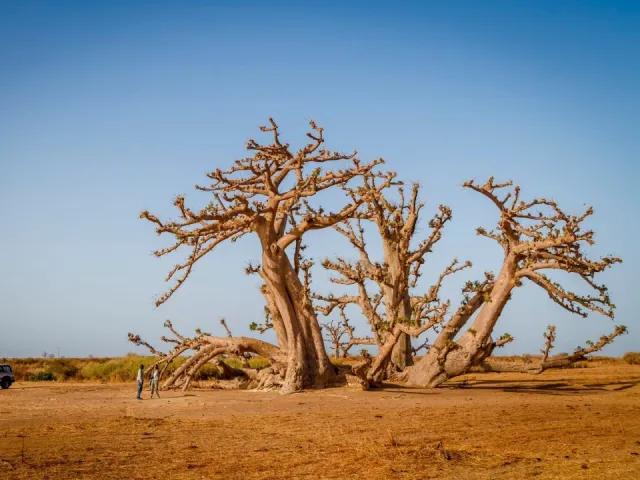 Okruh Senegalem se safari a koupáním