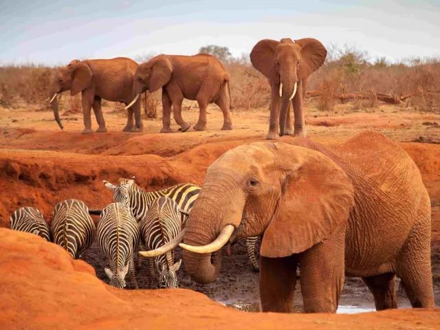 Safari v krajině červených slonů