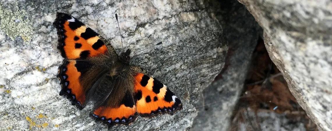 Rhodos - DOVOLENA.CZ