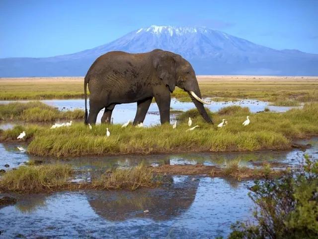 Ve stínu Kilimanjara - safari v Keni s českým průvodcem
