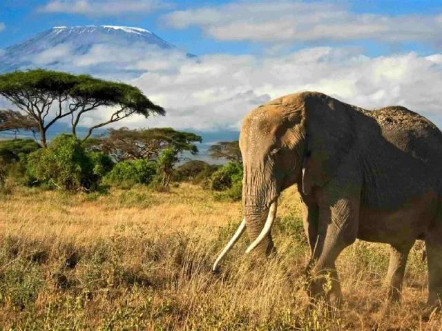 Ve stínu Kilimanjara - Dovolená na safari v Keni a pobyt u moře s s českým průvodcem